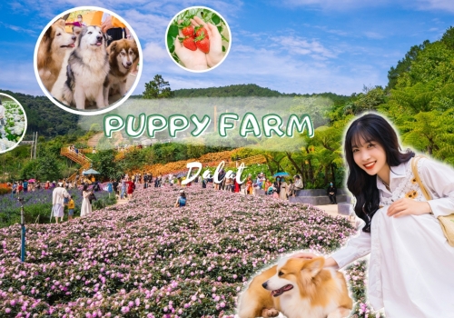 TOUR ĐÀ LẠT - MONGO LAND 3 NGÀY 3 ĐÊM