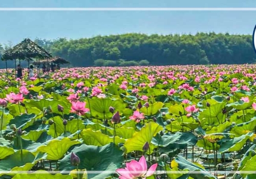 TOUR MỸ THO - BẾN TRE - CẦN THƠ 2N1Đ